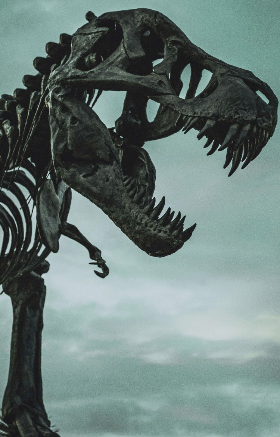 BIG BUNDLE OF DINOSAURS READER PACK (BUNDLE OF 8)